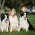 15 Reasons Why You Should Never Own Border Collies