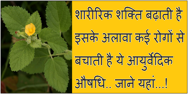 शारीरिक शक्ति बढ़ाती है इसके अलावा कई रोगों से बचाती है ये आयुर्वेदिक औषधि शारीरिक शक्ति बढ़ाती है इसके अलावा कई रोगों से बचाती है ये आयुर्वेदिक औषधि