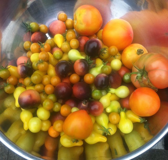 NE Portland Bungalow Life Matoes