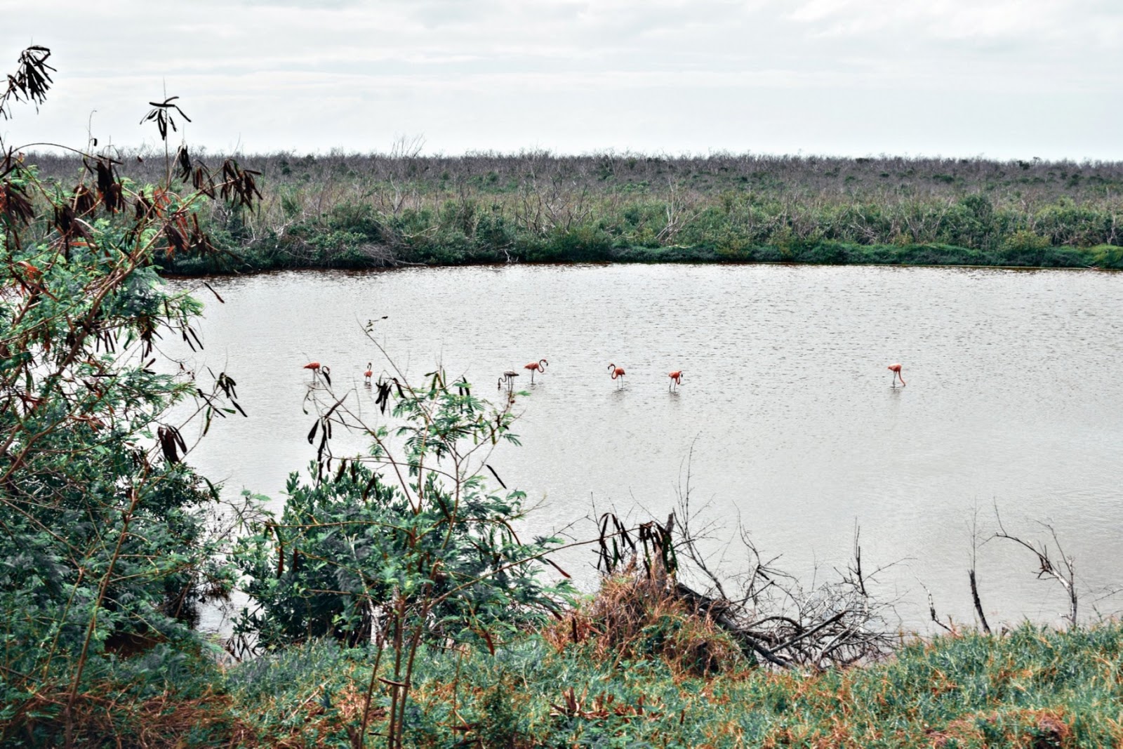 Flamingi na Kubie