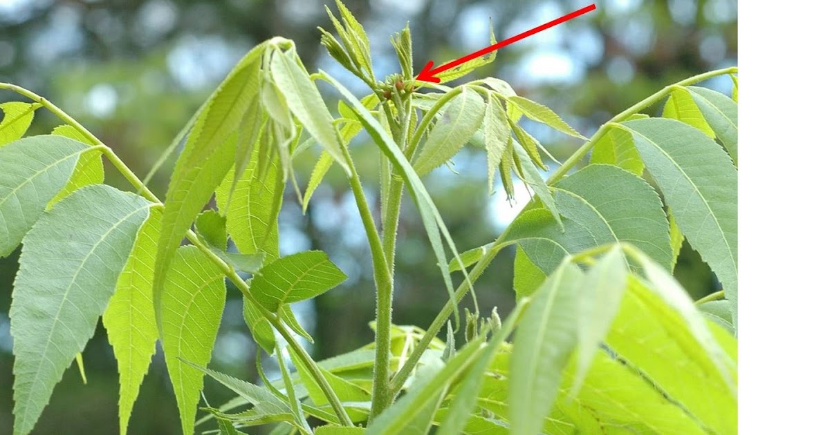 Northern Pecans Pecan flowering season underway