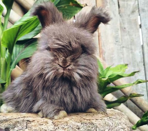 Cara Perawatan Jenis Kelinci Hias Anggora Yang Lucu Banyak Di