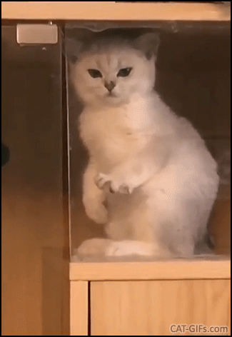 Funny Cat GIF • Kitten standing up kneading the air in a weird position. Mode ‘Air biscuit’ activated. Funny Cat GIF • Kitten standing up kneading the air in a weird position. Mode ‘Air biscuit’ activated.