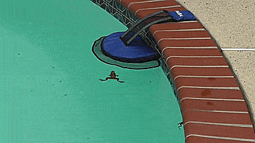 The FrogLog Is Animal Saving Escape Ramp For Pool, Perfect For Frogs, Chipmunks, Birds, Mice, And Etc