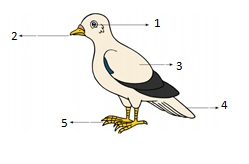 Bagian Tubuh Burung Merpati Dan Fungsinya Berbagai 