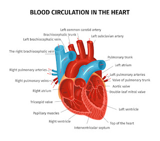 heart diagram