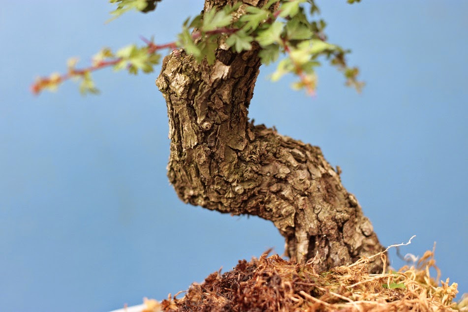 Yamadori Art UK Shohin Yamadori Hawthorn