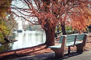 Autumn in Johannesburg South Africa