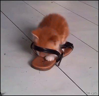 Funny cat GIF • Ginger Kitten playing and chilling in his fav sandal. Whatcha doin' Kitty? Funny cat GIF • Ginger Kitten playing and chilling in his fav sandal. Whatcha doin' Kitty?
