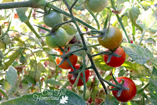 How to turn your garden dreams into reality and grow healthy, organic food for your family!