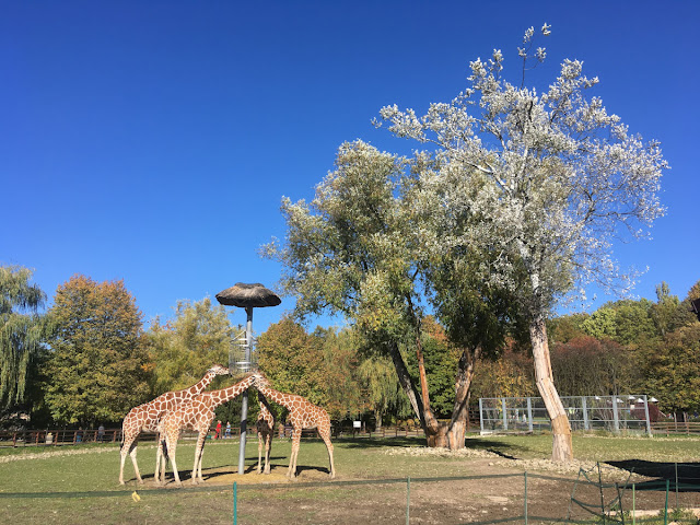 żyrafy w śląskim ZOO w Chorzowie Śląski Ogród Zoologiczny Chorzów