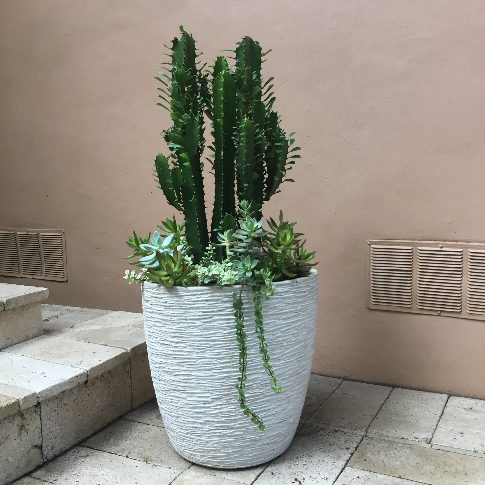 Poolside Succulent Planters in Coconut Grove, Miami