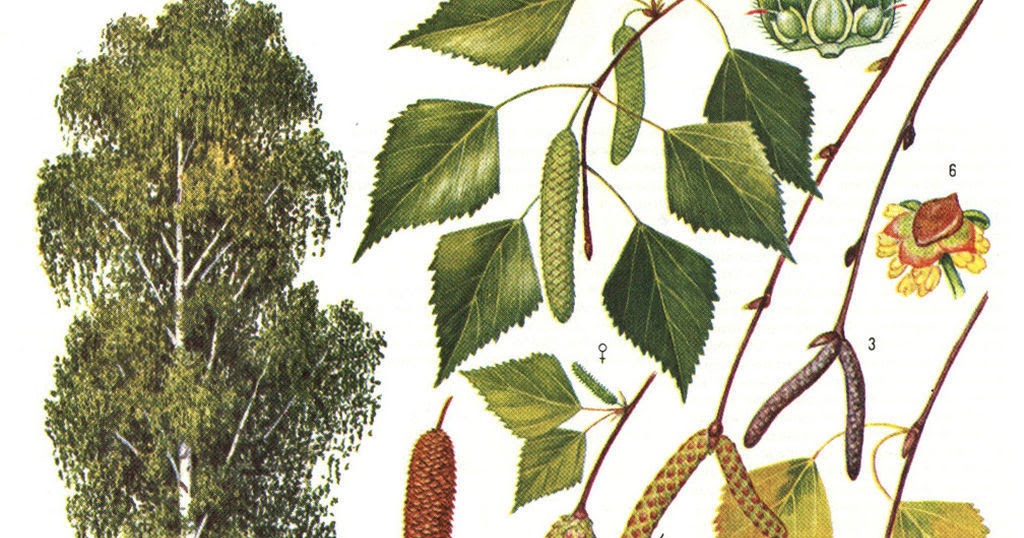 Краткая информация о берёзе. Береза бородавчатая систематика. Роды березового семейства. Береза род вид. Род деревьев березовых.