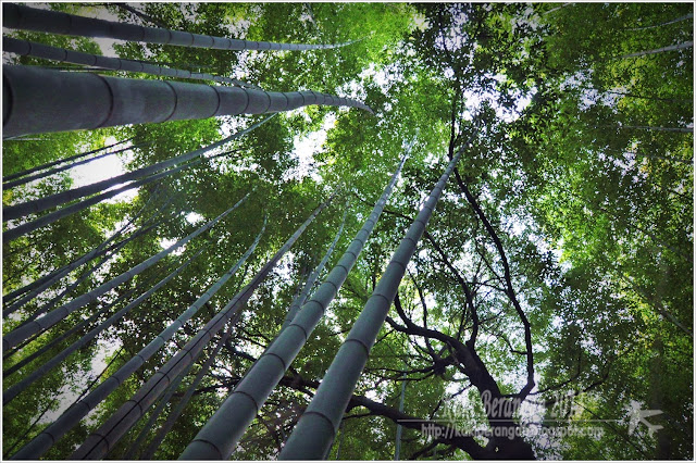 kansai japan 2013 9 bamboo grove arashiyama nishiki market kyoto 7
