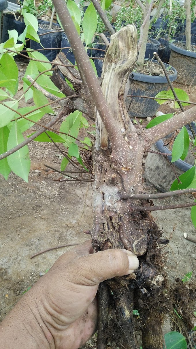 TIPS & TRICK MENGOLAH BAKALAN ALAM UNTUK BONSAI 