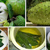 How To Use The Leaves Of Soursop To Fight Kancer Cells (1000 Times Stronger Than Chemotherapy)