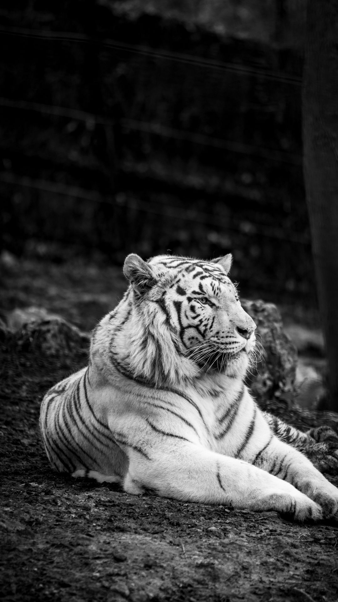 White Bengal Tiger Big Predator