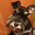 15 Reasons Schnauzers Are The Worst Breed In The World