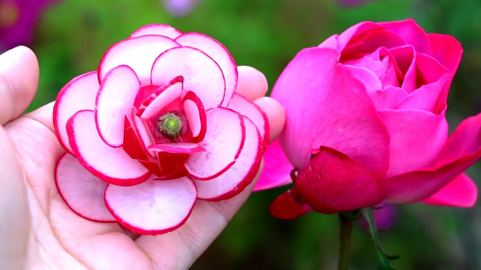 ItalyPaul - Art In Fruit & Vegetable Carving Lessons: Radish Rose ...