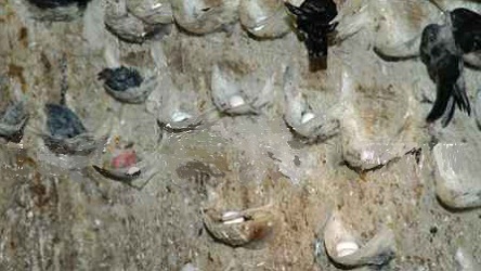 Manfaat Sarang Walet Untuk Kesehatan Tubuh Manfaat Sarang Burung