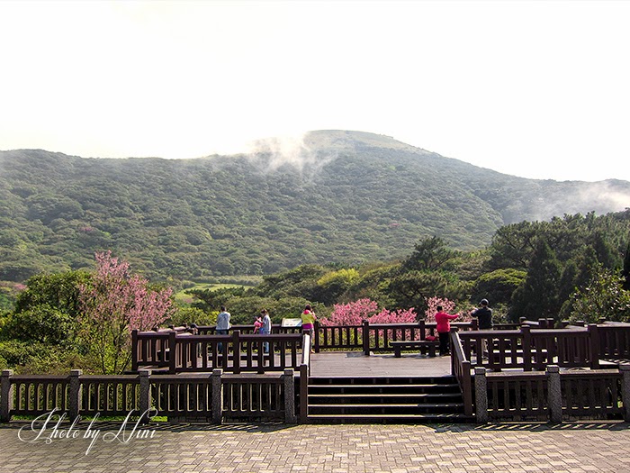 【陽明山景點】大屯自然公園。台北也有野餐聖地賞櫻祕境