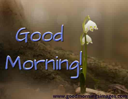 Good Morning Smile Good Morning Smile