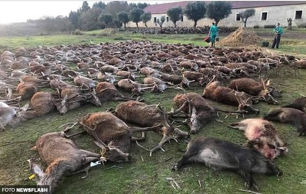 16 Pemburu Bangga Dapat Tumbangkan 540 Ekor Rusa Babi Hutan Tayang Gambar Di Instagram Viral Purba