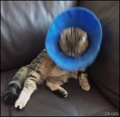 Funny Cat GIF • Unlucky cat trying to clean himself despite a cone head. Poor kitty, at least he tried [ok-cats.com]