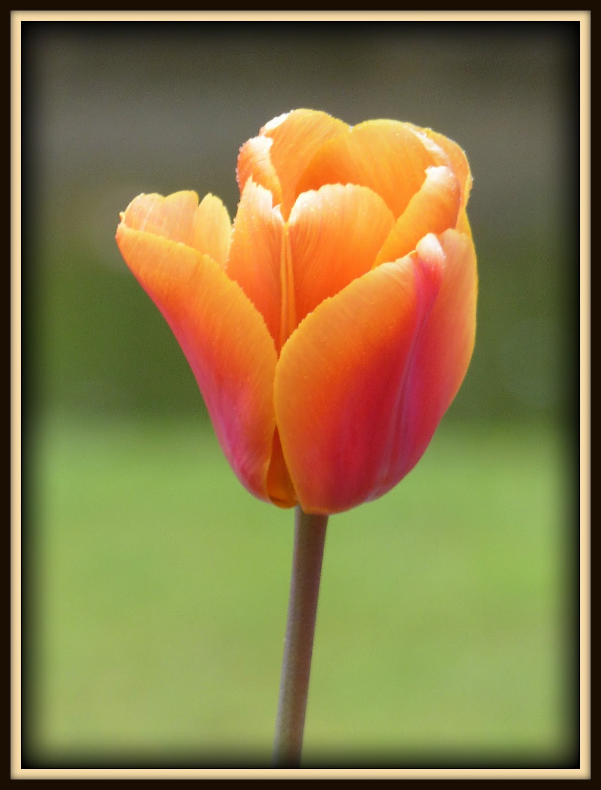 Birding For Pleasure Tulips from Amsterdam
