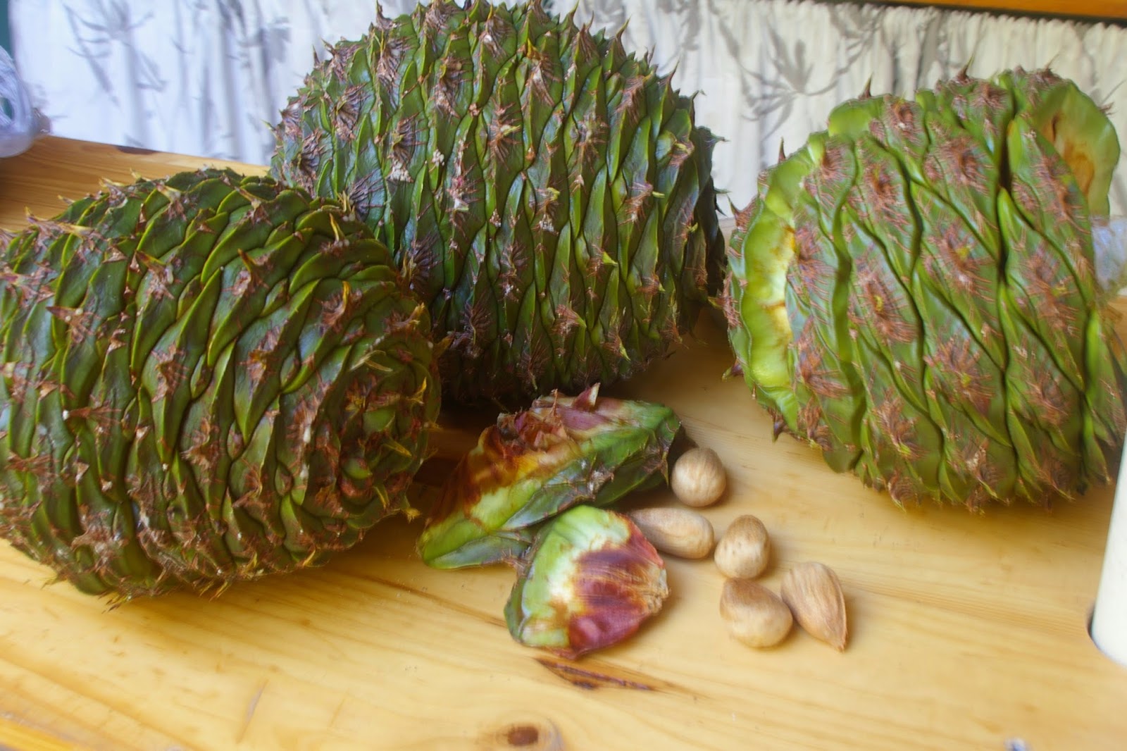 Bunya Nuts collection and preparation!