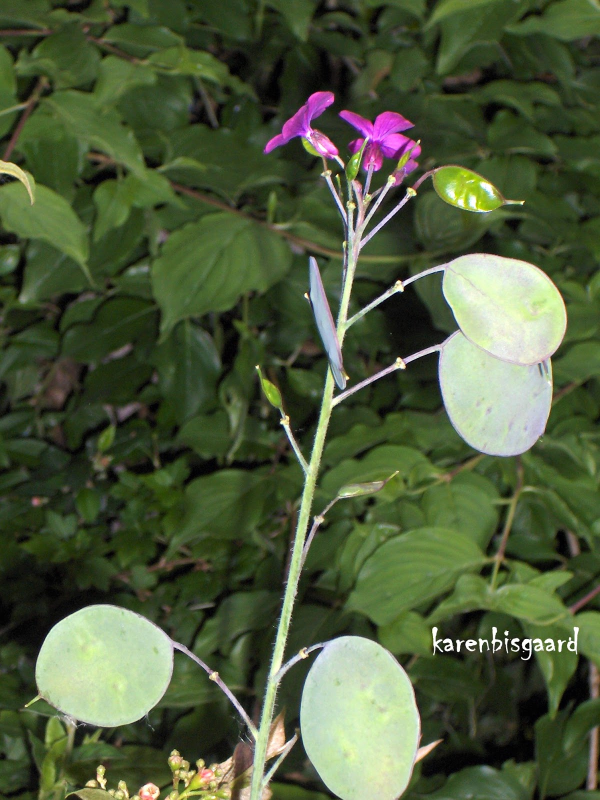 Karen`s Nature Photography Annual Honesty Plant with Flowers and Seed