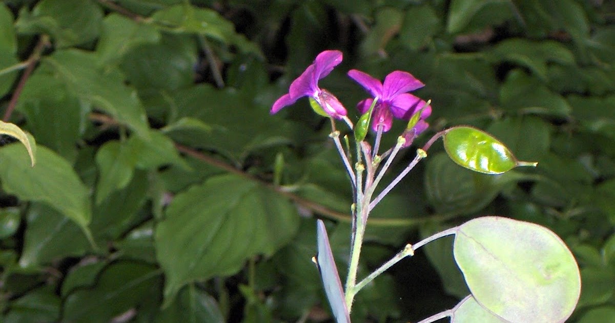 Karen`s Nature Photography Annual Honesty Plant with Flowers and Seed