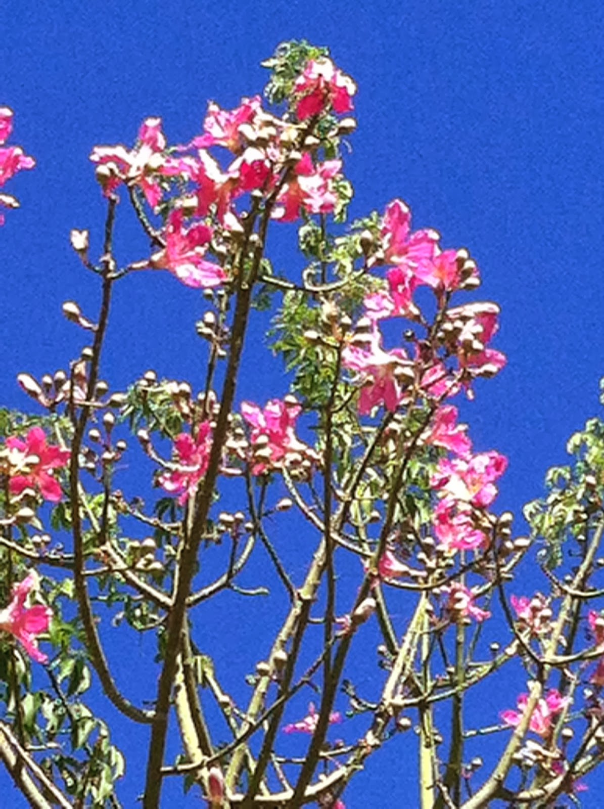 Secret Encino Floss Silk Trees In Bloom