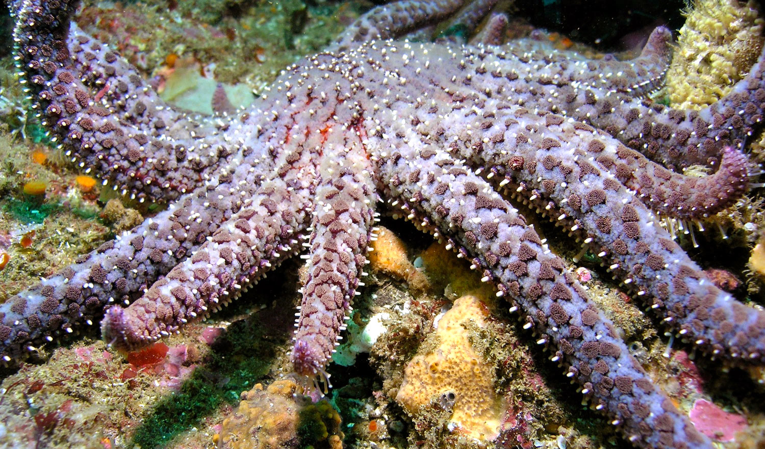 Laut Berkembang Biak Dengan Cara