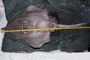 Artes de Pesca VAMOS A PESCAR DIPTURUS