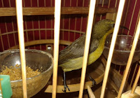 Resep Membuat Nektar Kolibri Ala Rumahkolibri Rumah Kolibri