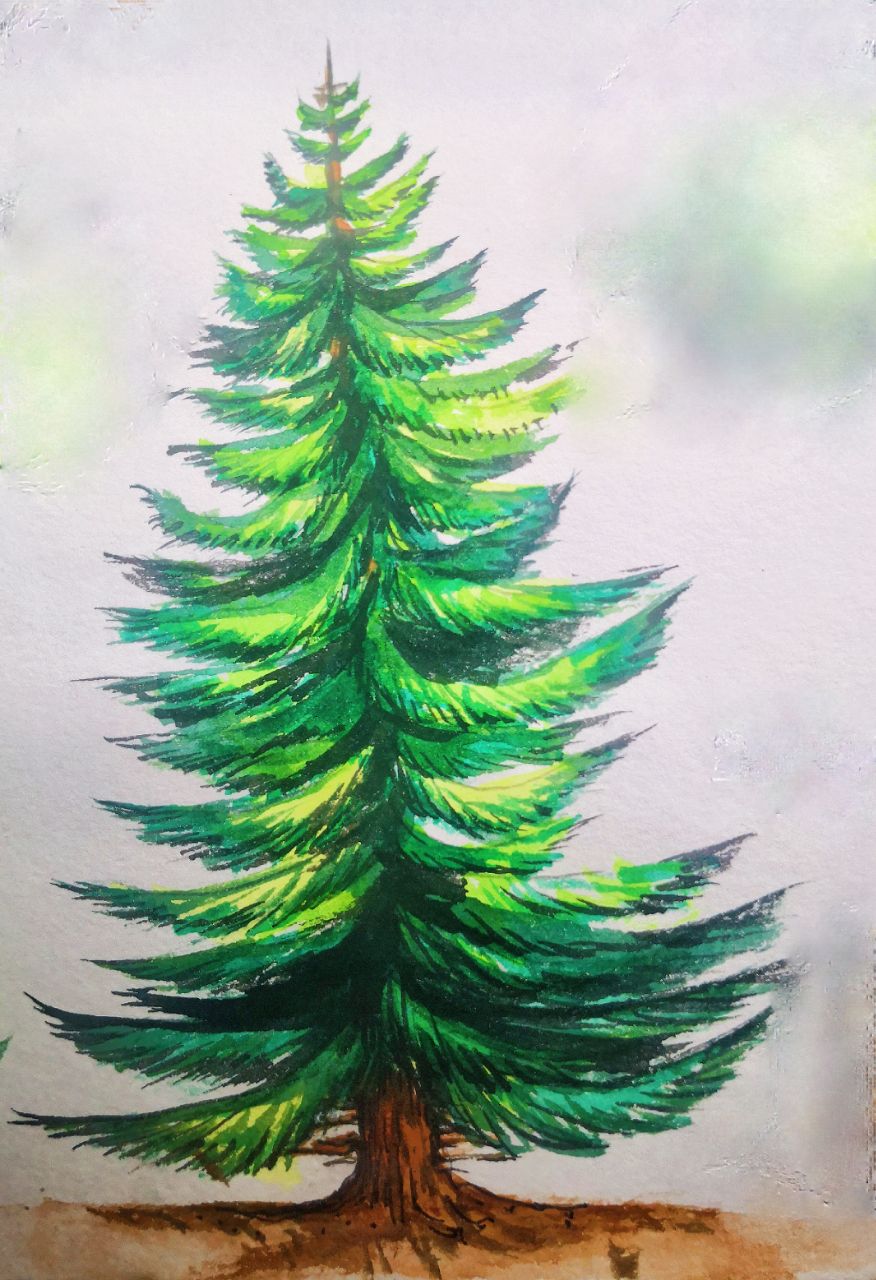 How to draw a pine tree step by step tutorial easy for to