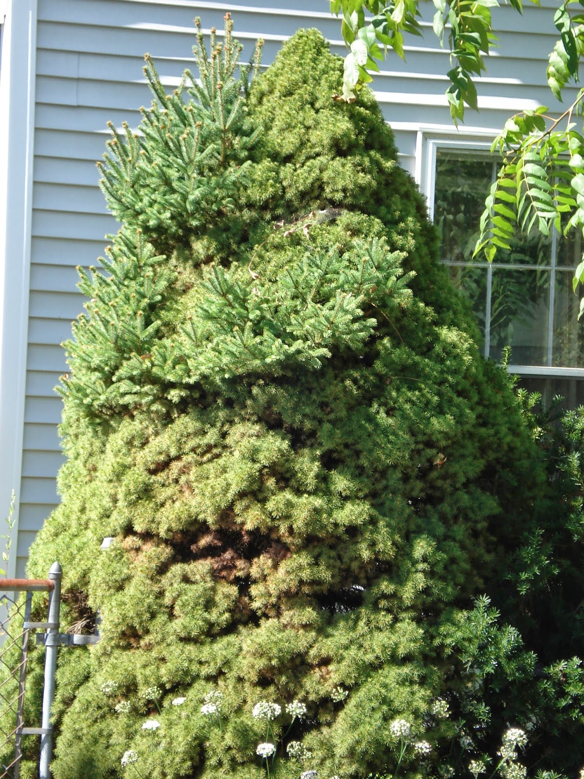 COHorts Dwarf spruce may develop delusions of grandeur by Robert Cox