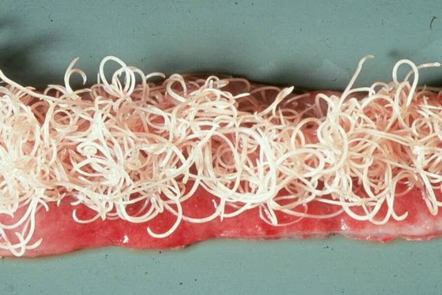 nematode-infested-cat-gut
