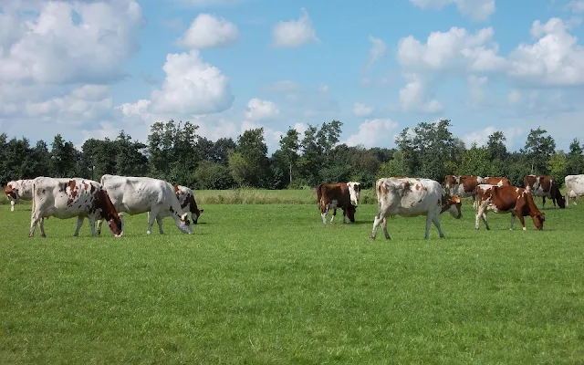 Roodbonte Friese koeien