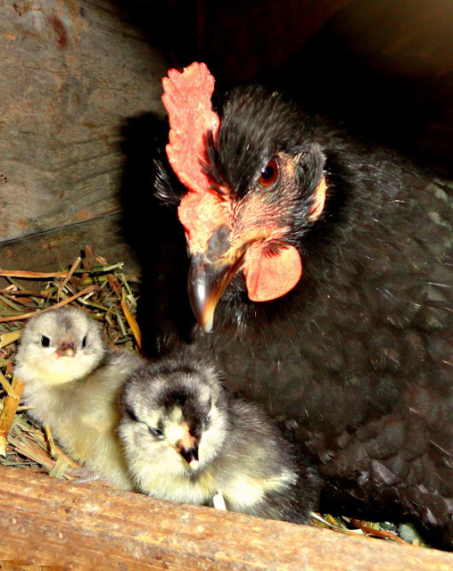 Hatching Eggs under a Broody Hen Fresh Eggs Daily® with Lisa