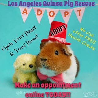 L.A. Guinea Pig Rescue