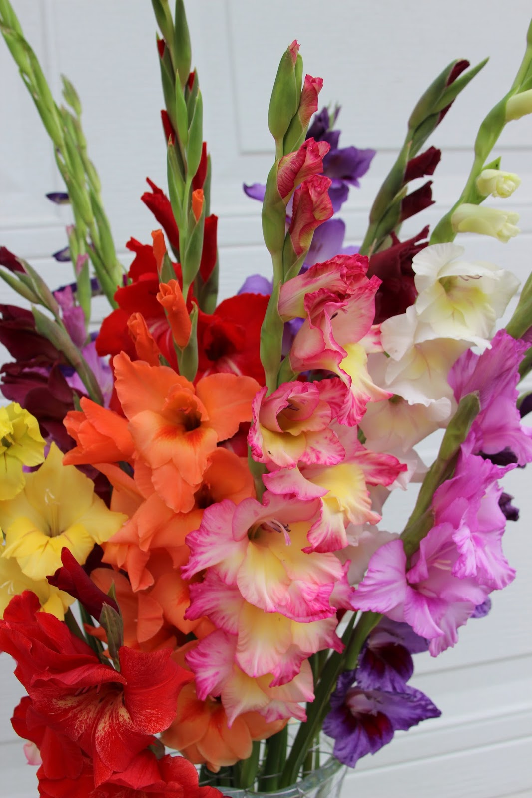GLADIOLAS IN SUMMER FLORAL ARRANGEMENTS Sowing the Seeds
