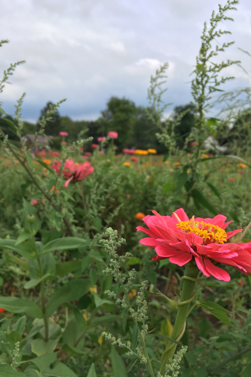 Exploring Local Maple Acres Farm A Hopeful Hood