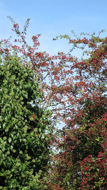 Tree tops showing bright red haws (hawthorn berries) and ivy flowers against a blue sky.