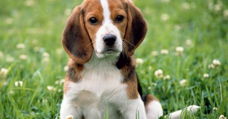 Pembahasan Lengkap Mengenai Dunia Anjing