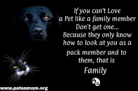  animal, dog, cat, pet, animal, inspiring quotes for animal lovers, petsnmore.org, family member, 