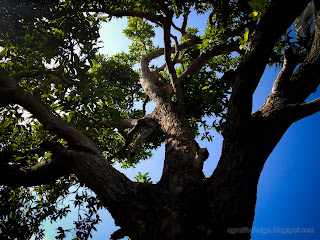 Old Mango Tree Branches In The Morning Sunshine At Ringdikit Farmfield, North Bali, Indonesia