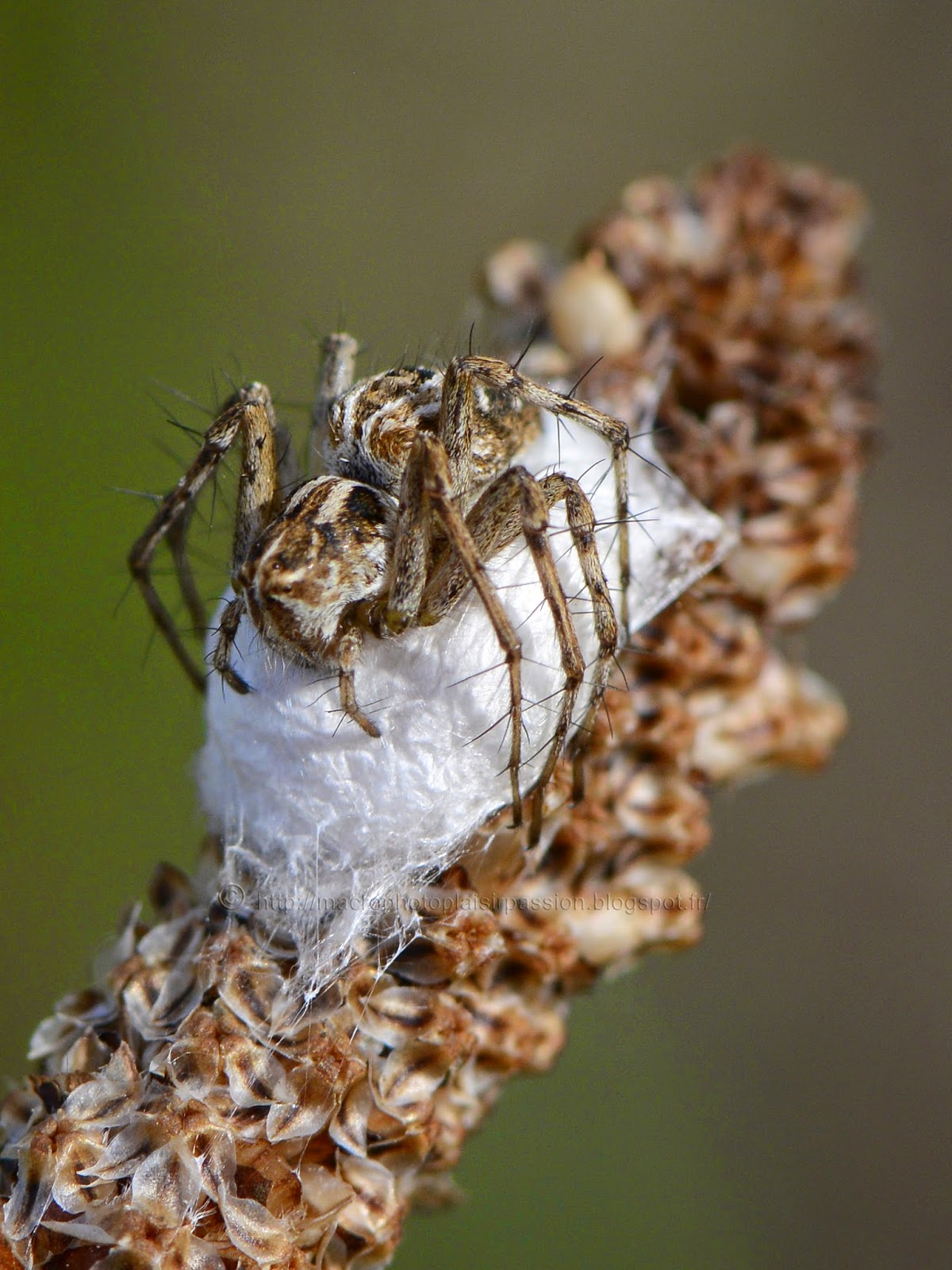 Macrophoto plaisir passion: Belle araignée-lynx, Oxyopes sp.