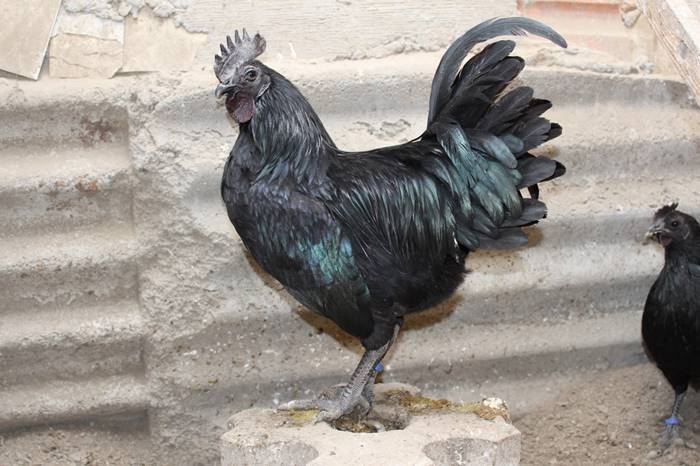 Chingum — Discover Curiosities: Black Rooster | Ayam Cemani
